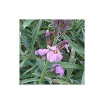 Plantes Avenue - Giroflée vivace Bowles Mauve | Conditionnement: Lot de 9 godets