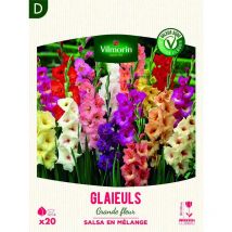 Vilmorin - Glaïeuls Grande Fleur Salsa en Mélange