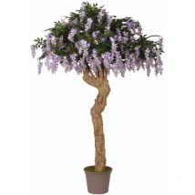 Glicine Seminaturale • Con Fiori • Tronco Majest • h cm 250 - Lavanda