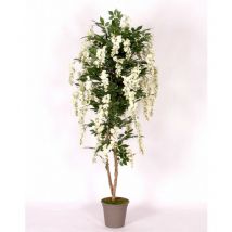 Glicine Seminaturale • Fiori Bianchi • Tronco Mansanisi - 150