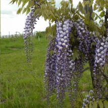 Glycine de formose/Pot de 2L