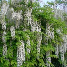 Glycine du Japon Alba/Godet