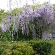 Glycine du Japon Macrobotrys/Pot de 1,5L