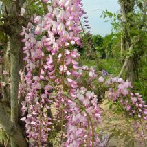 Glycine du Japon Pink Ice/Godet