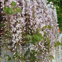 Glycine du Japon Rose (Wisteria Floribunda Rosea)