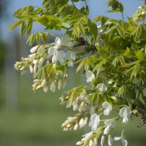 Glycine soyeuse Kapiteyn Fuji/Godet