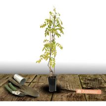 Glycine soyeuse Kapiteyn Fuji/Pot de 3L
