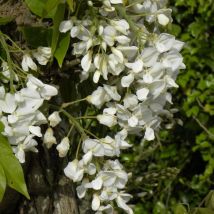 Glycine soyeuse/Godet