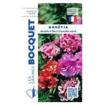 Godétia double à fleur d'azalée varié - 1,5g