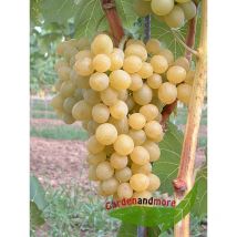 Goldgelbe Wein Traube Suzi lecker und robust, wüchsig