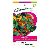 Capucine Tom Pouce – Graines de potager – Période de plantation / semis – GONDIA