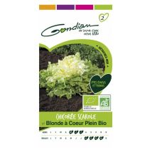 Chicorée scarole blonde à cœur plein bio – Graines de potager – Période de plantation / semis