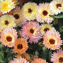 Ringelblumen Samen Calendula Officinalis Pacific Beauty 1000 – Nicht Gvo, Einfach Zu Säen, Reich Blühend – Garten & Beete