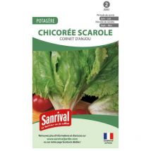 Graines Chicorée Scarole Cornet Anjou
