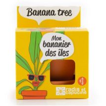 Pot avec coupelle - Bananier - 8 cm