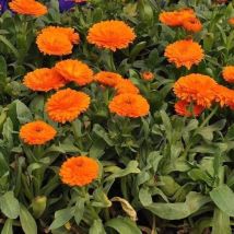 2000 Calendula Samen – Pacific Beauty Mix, Bienenfreundliche Blüten, Lockt Bienen An, Garten & Töpfe