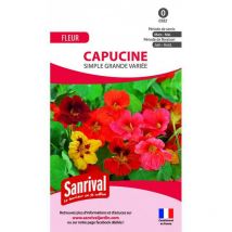 Graines de capucine grimpante