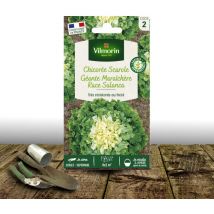 Graines de Chicorée Scarole Géante Maraîchère race Salanca