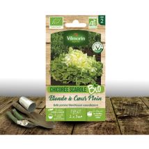 Graines de Chicorée scarole Ronde Verte à Cœur Plein