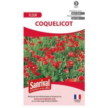 Graine de Coquelicot