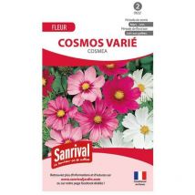 Graines de cosmos varié