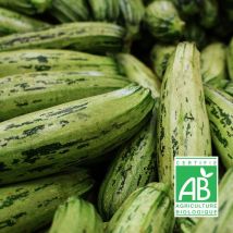 Graines de Courgette Greyzini HF1 bio