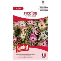Graines de fleurs Ficoide