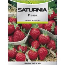 Graines de fraises du verger