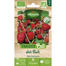 Fraisier des Bois - bio