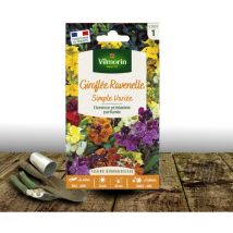 Graines de Giroflée ravenelle variée