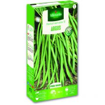 Haricot Nain Vert Argus