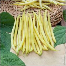 Graines de Haricot de Rocquencourt - sac de 5 kgs