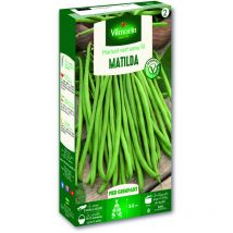 Haricot Matilda