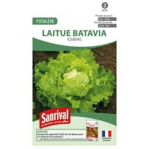 Graines de laitue Batavia Iceberg