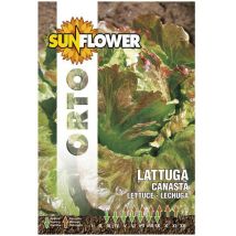 Graines de laitue Canasta – Période de plantation / semis – SUNFLOWER
