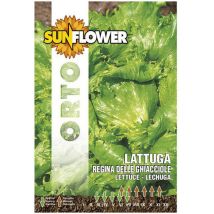 Graines de laitue Reine des Ghiacciole – Jardin potager – Période de plantation / semis – SUNFLOWER