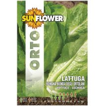 Graines de laitue romaine blonde – Période de plantation / semis – SUNFLOWER
