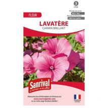 Graines de lavatère brillant carmin