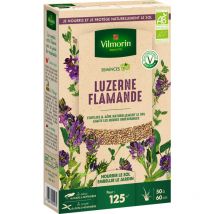Engrais vert Luzerne flamande - BIO - Grand Modèle