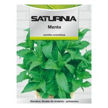 Graines de menthe aromatique (0,3 gramme)