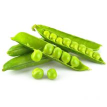 Graines de Pois Nain Lincoln - sac de 5 kgs