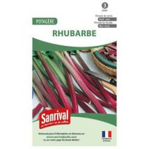 Graines potagères de rhubarbe