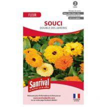 Graines fleurs de souci jaune et orange