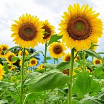 50 Sonnenblumen Samen – Nicht-gmo, Einfach Zu Pflanzen, Garten & Aussaat