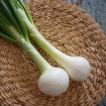 Graines d'Oignon Blanc hâtif de Paris