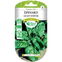 BIO-Samen von Riesenspinat für den Winter Die Grünen Finger