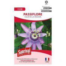 Graines fleur de la passion