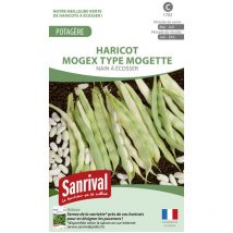 Graines haricot nain à écosser