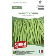 Graines Haricot Satelit