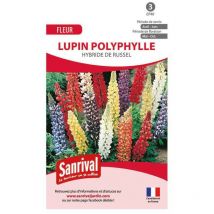 Graines Lupin Polyph Hybride de Russel